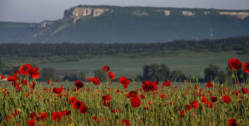 Маки. фото превью