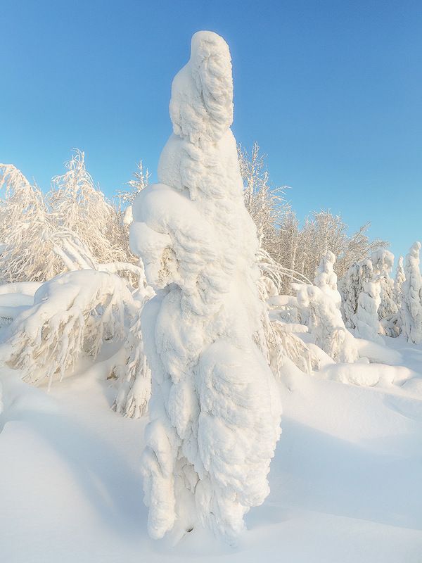 север,природа,лес,зима,краски,печора,коми,красота́ ,снег,north,nature,forest,winter,paint,pechora,komi republic,beauty ,snow Причуды зимы фото превью
