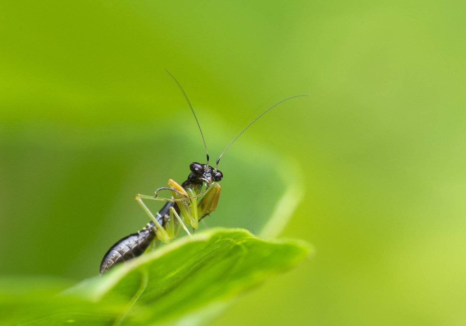 #macro#mantis#colors, Choo How Lim