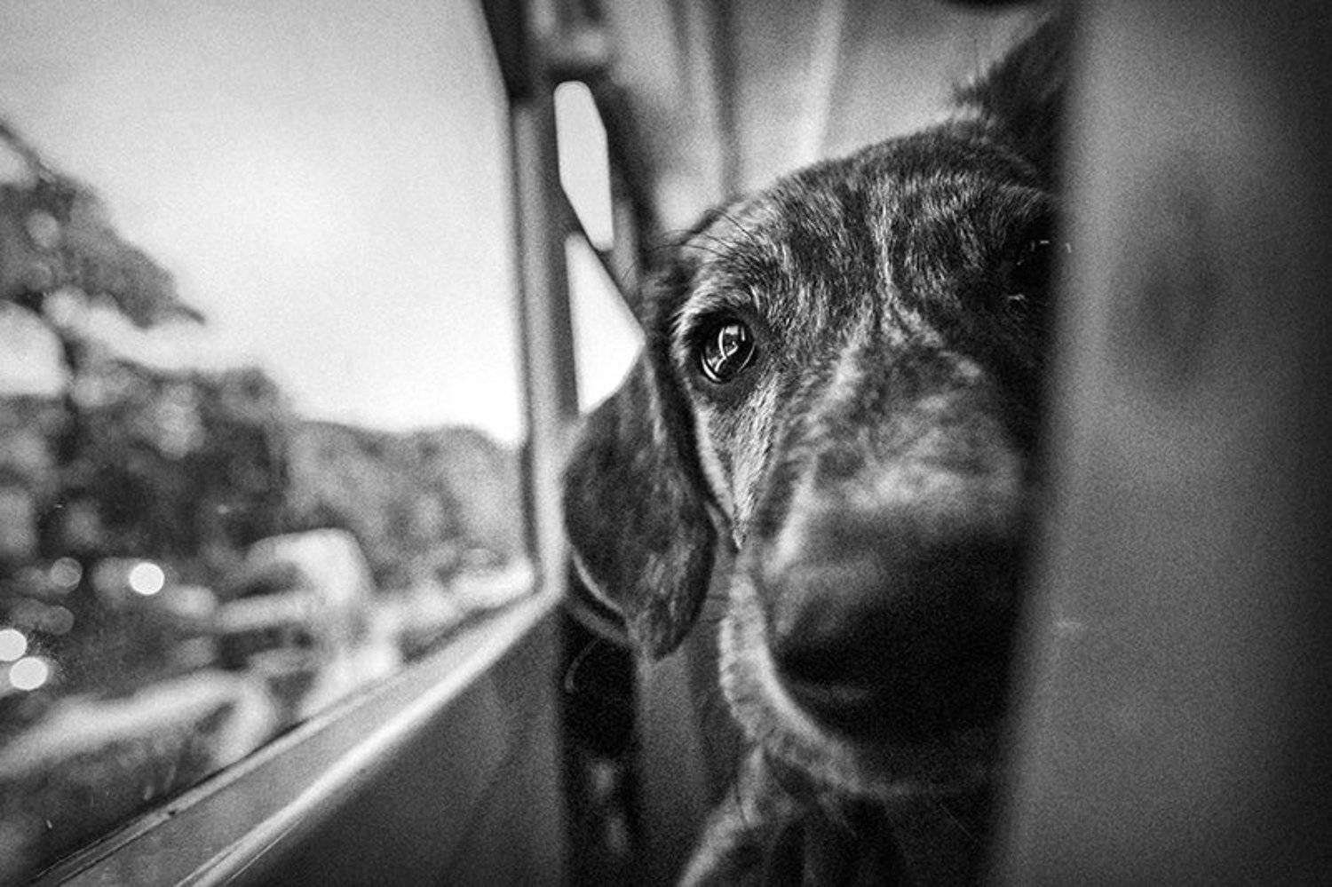 , Denis Buchel (Денис Бучель)