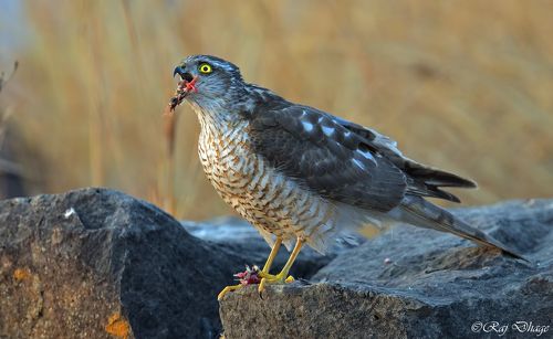 Eurasian sparrowhawk