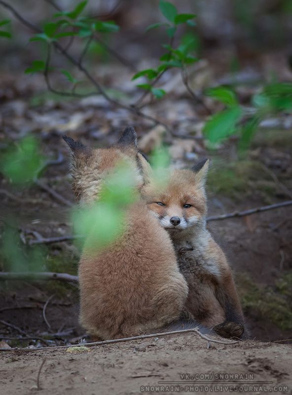 лиса, фотоохота, анималистика, дикая природа, природа, лес, животные, nature, wildlife, fox, animal, wildlifephoto Лисьи обнимашки фото превью