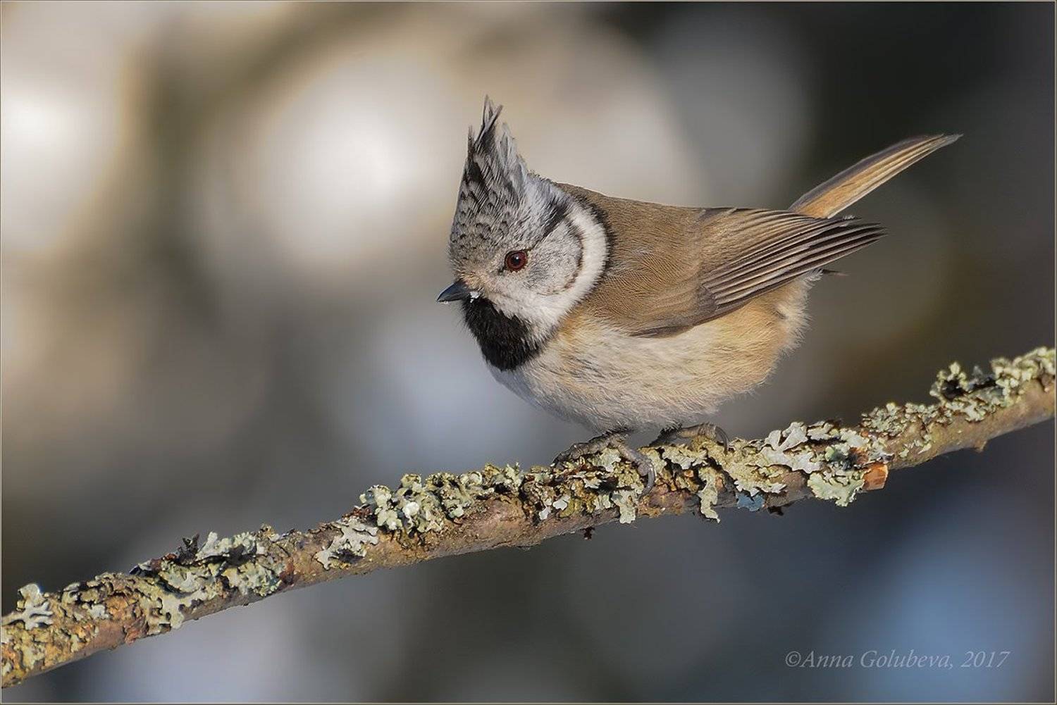 птицы, природа, гренадёрка, хохлатая синица, parus cristatus, crested tit, зима, январь, 2010, подмосковье, черноголовка, Анна Голубева