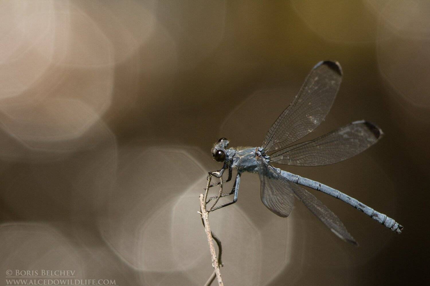 , Борис Белчев