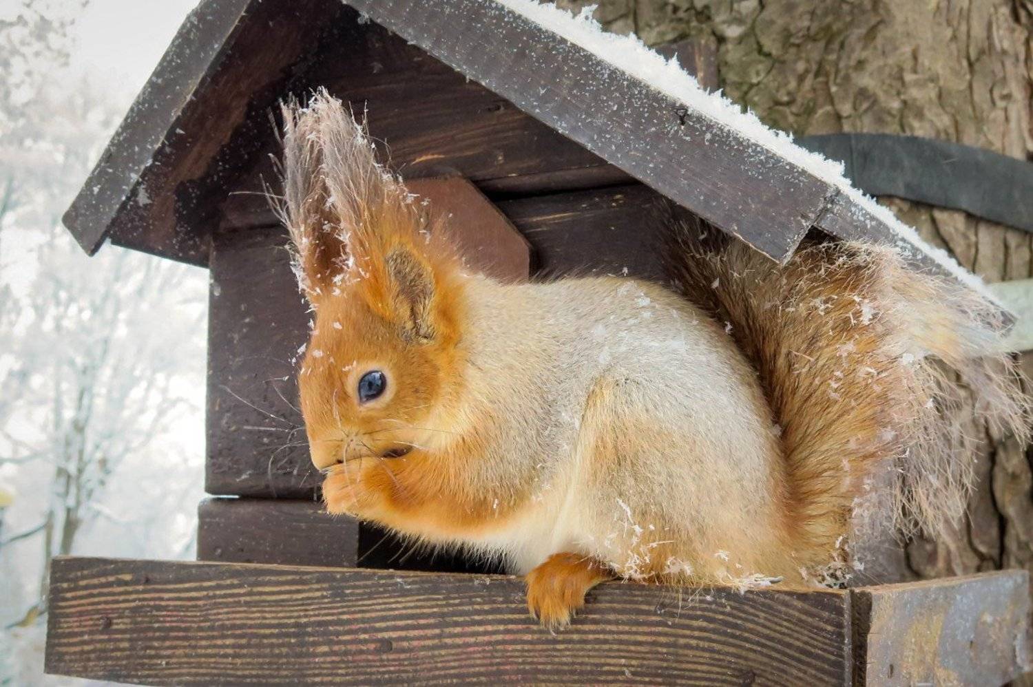 животные, дикие, парк, природа. белки, зима, Шруб (Беляева) Татьяна