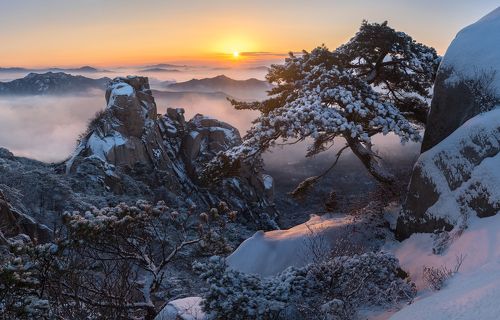 Pine Trees on the Cliff
