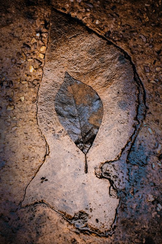 ...оставшийся фото превью