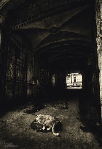 Дворы и коты Одессы