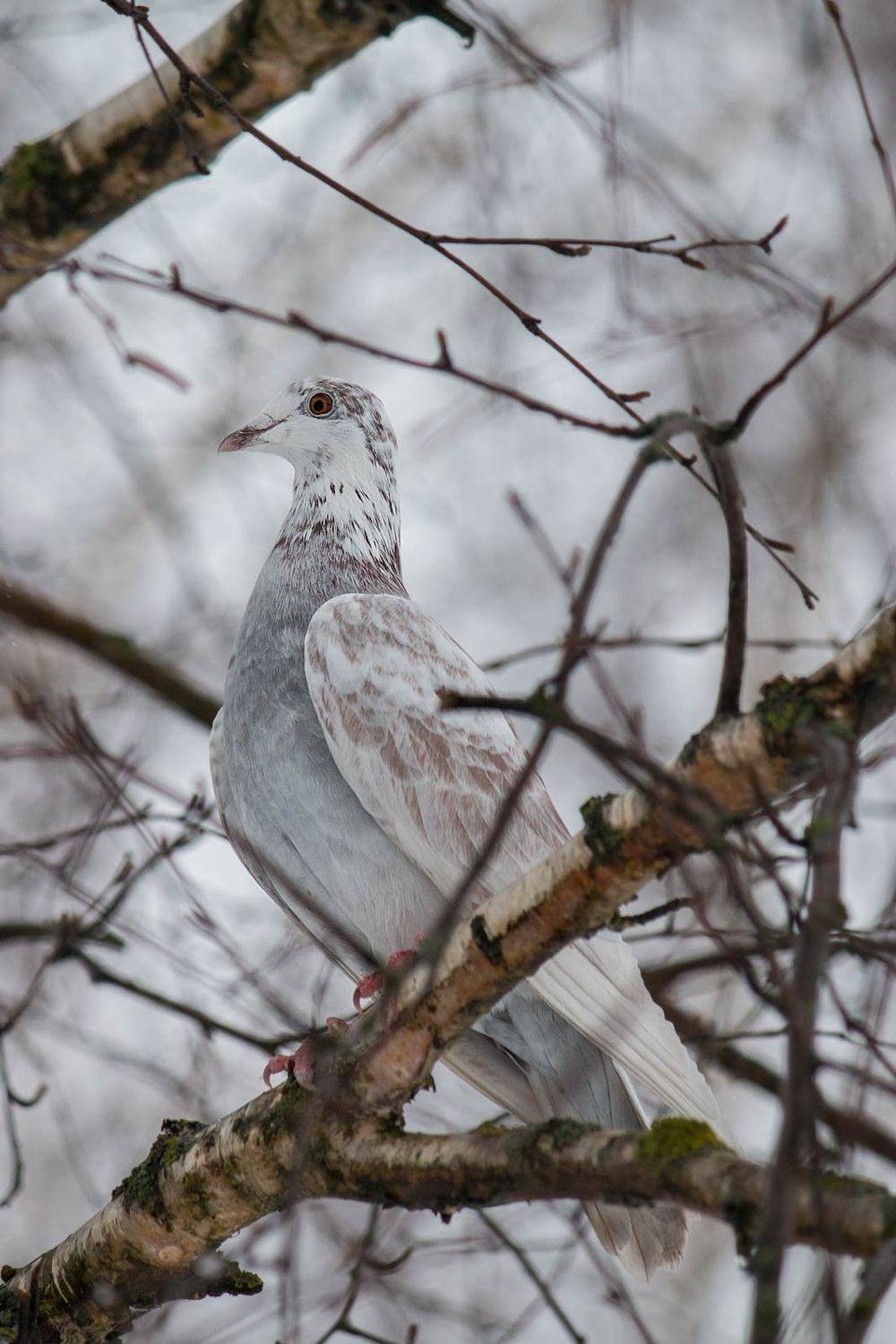 , Александр