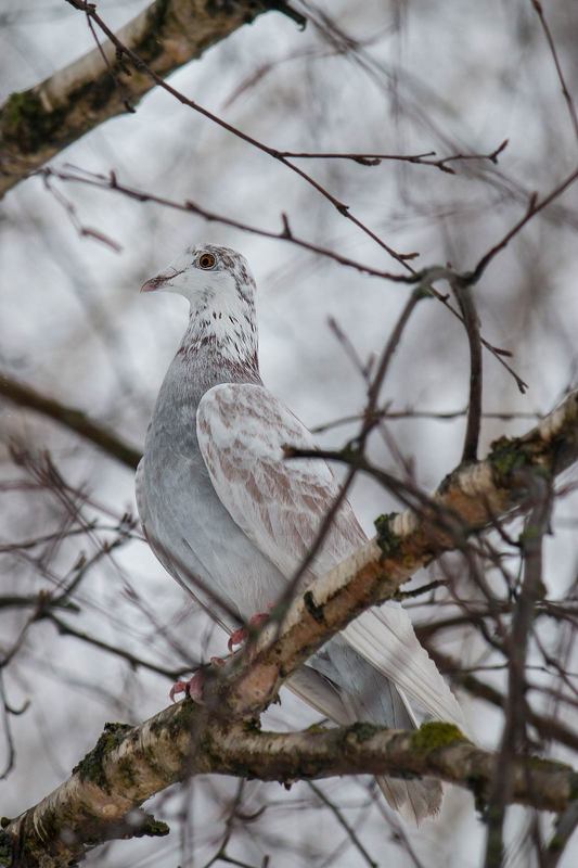 Голубь фото превью