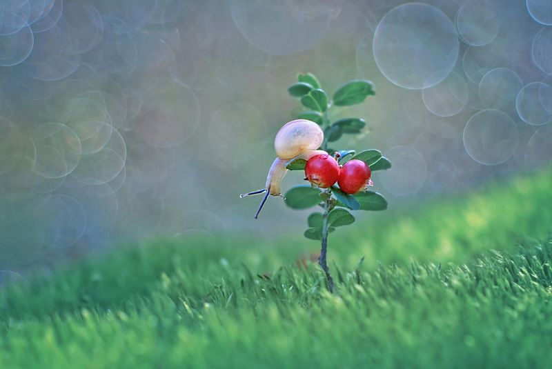 Лес украсила брусника фото превью