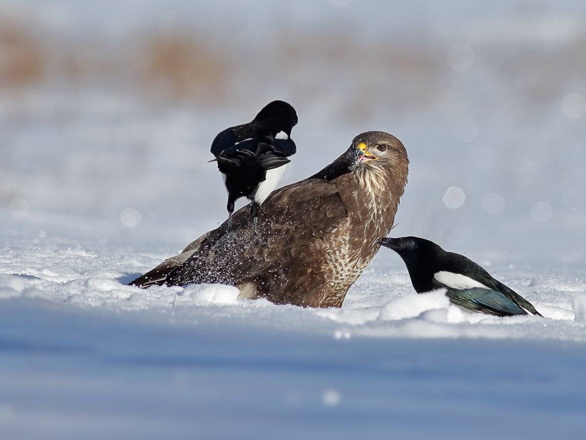 , Георги Славов