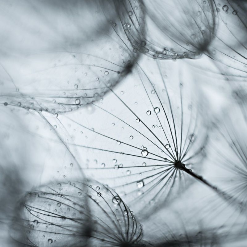 kozibród łąkowy z kroplami фото превью