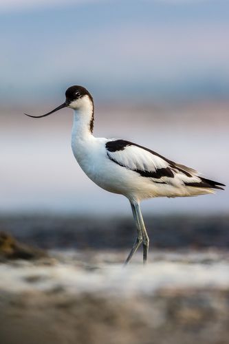 саблеклюн....pied avocet