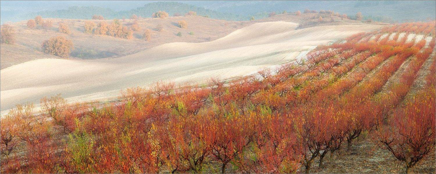 , Алексей Пучков