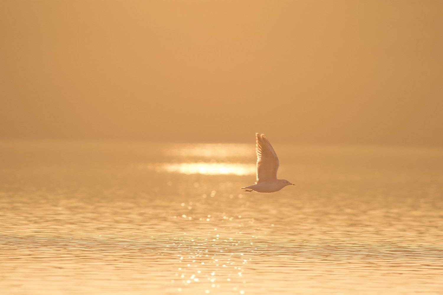 , Десислава Тодорова