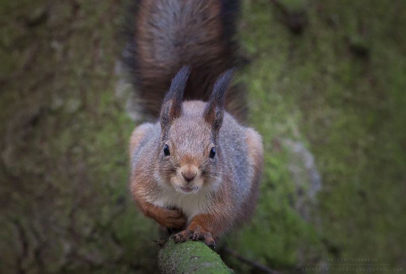 белка, фотоохота, анималистика, дикая природа, природа, лес, животные, nature, wildlife, squirrel, animal, wildlifepho Глаза в глаза фото превью