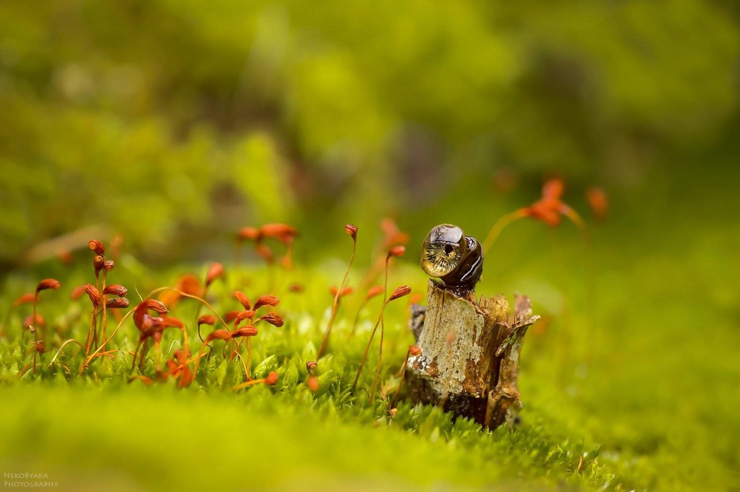 макро, природа, мох, капли, macro, plants, nature, drops, moss, Тараненко Анжелика
