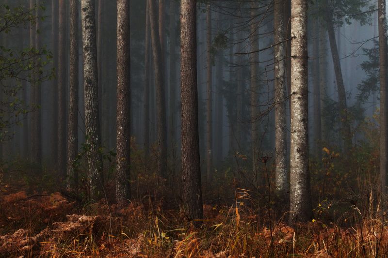 Раннее утро в лесу фото превью