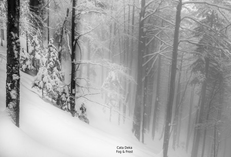 Fog & Frost фото превью