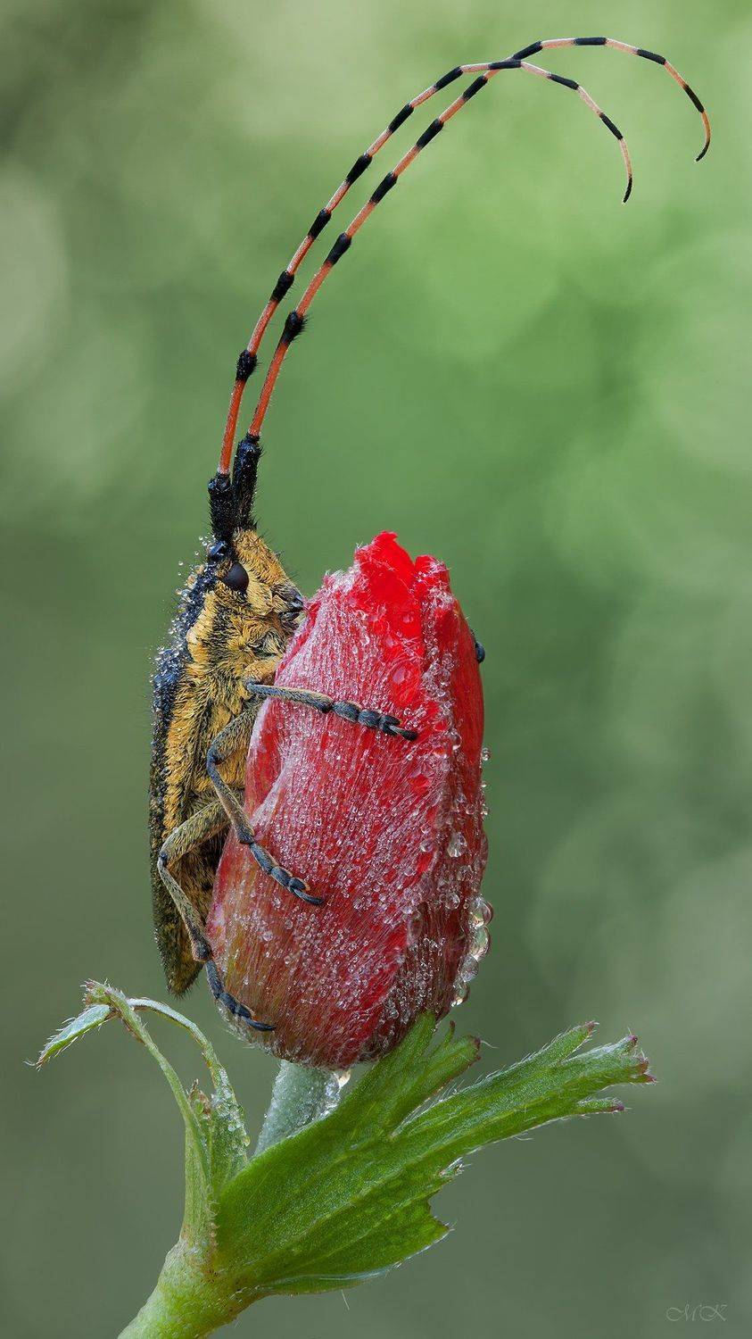 agapanthia pustulifera, стеблевый усач, анемон, Miron Karlinsky