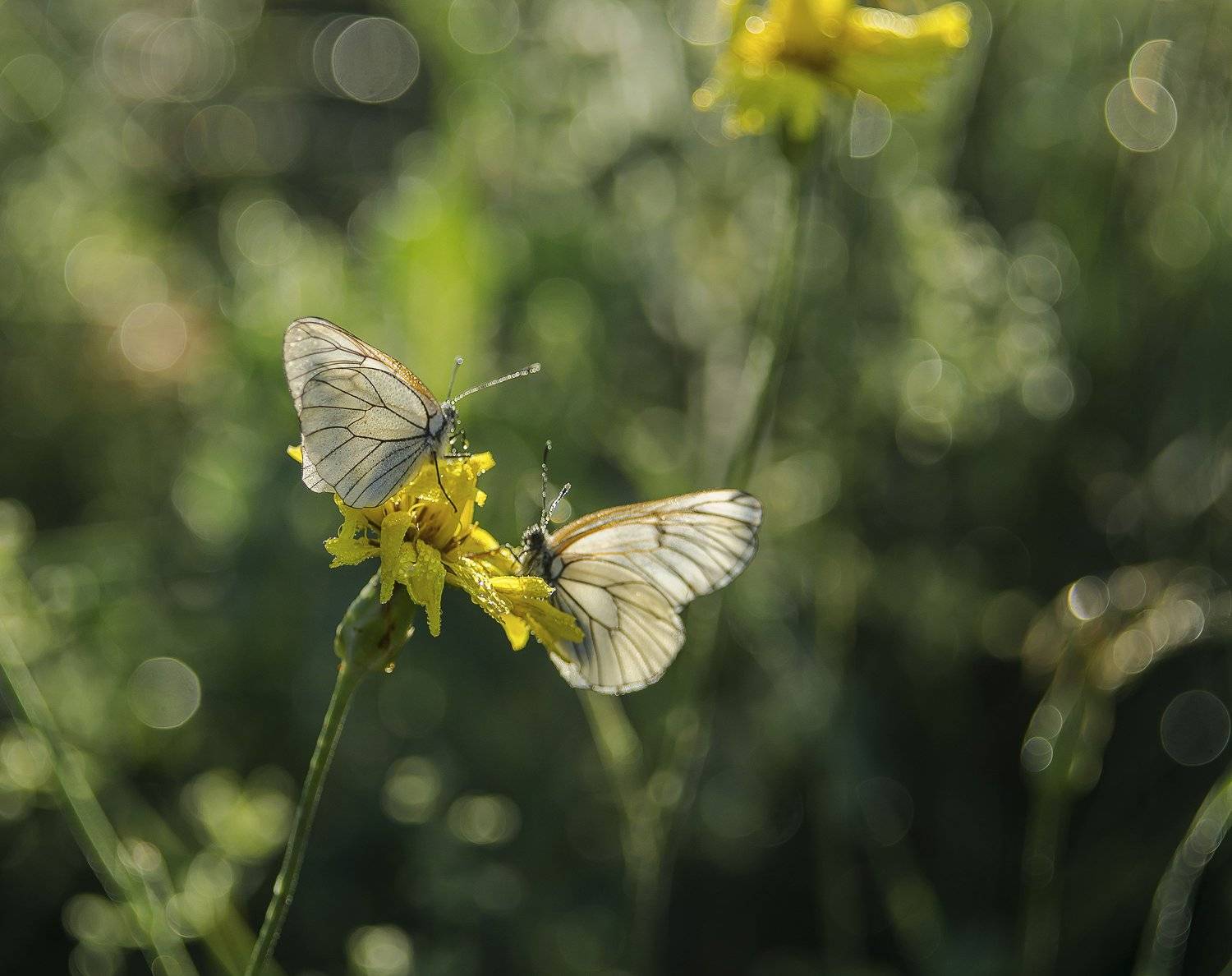 , Елена Вапняр