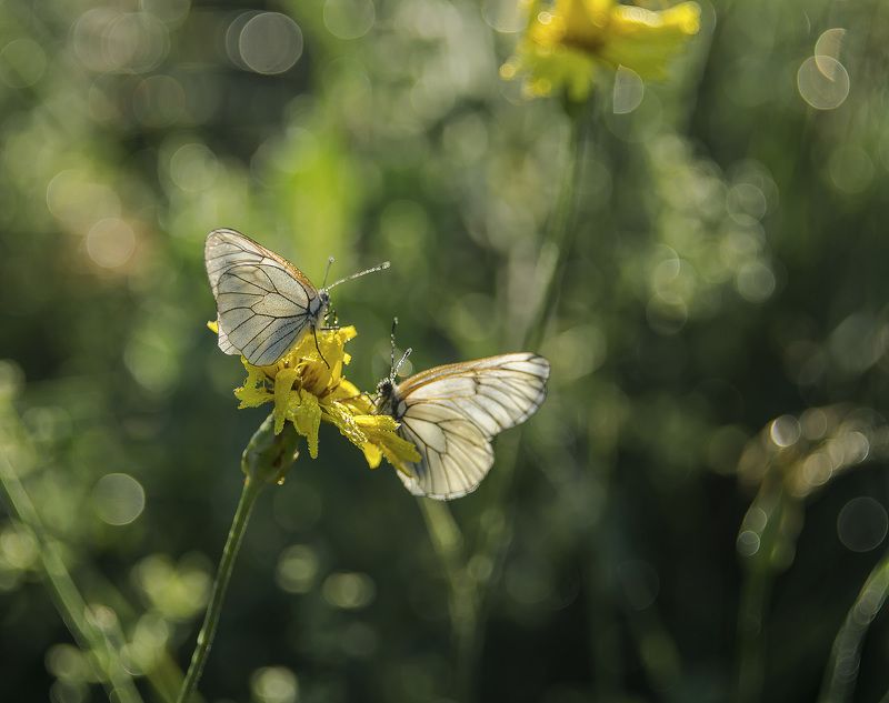 Завтрак на двоих. фото превью