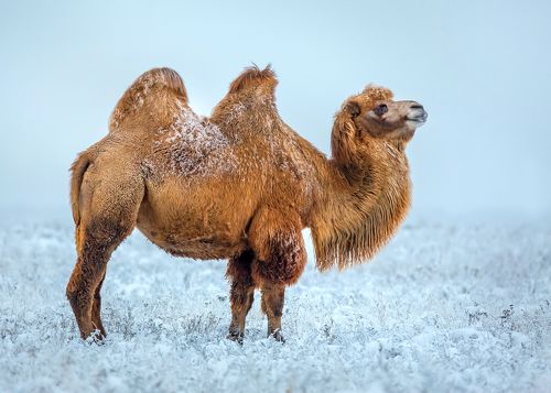 Снежный мираж