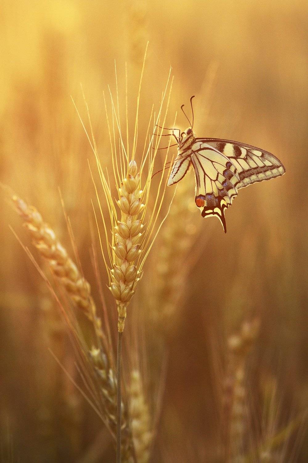 макро насекомые бабочки махаон, Каранов Николай