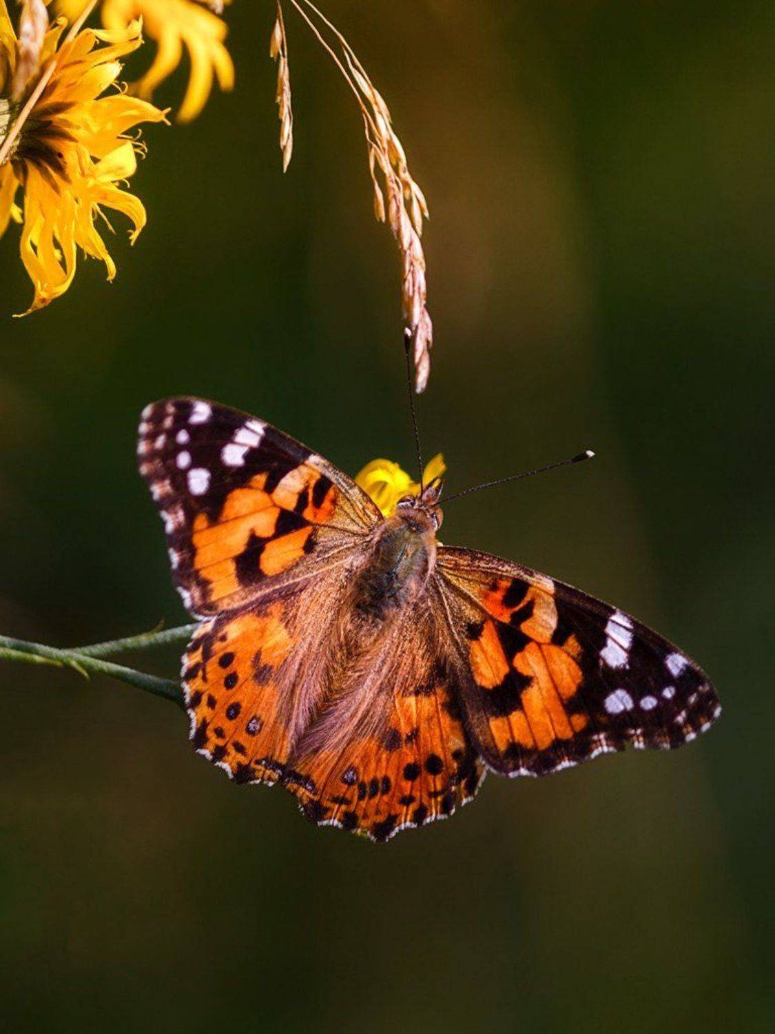 насекомые,бабочки,природа,север,краски,печора,север,коми, Игорь Триер