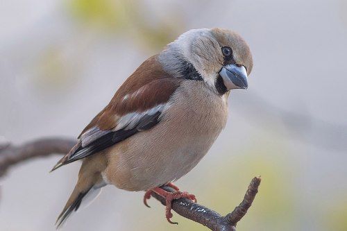 Обыкновенный дубонос