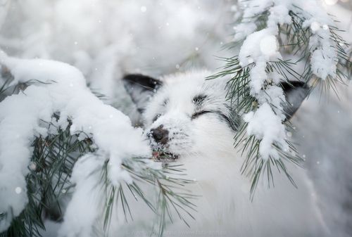 Лиса Враска