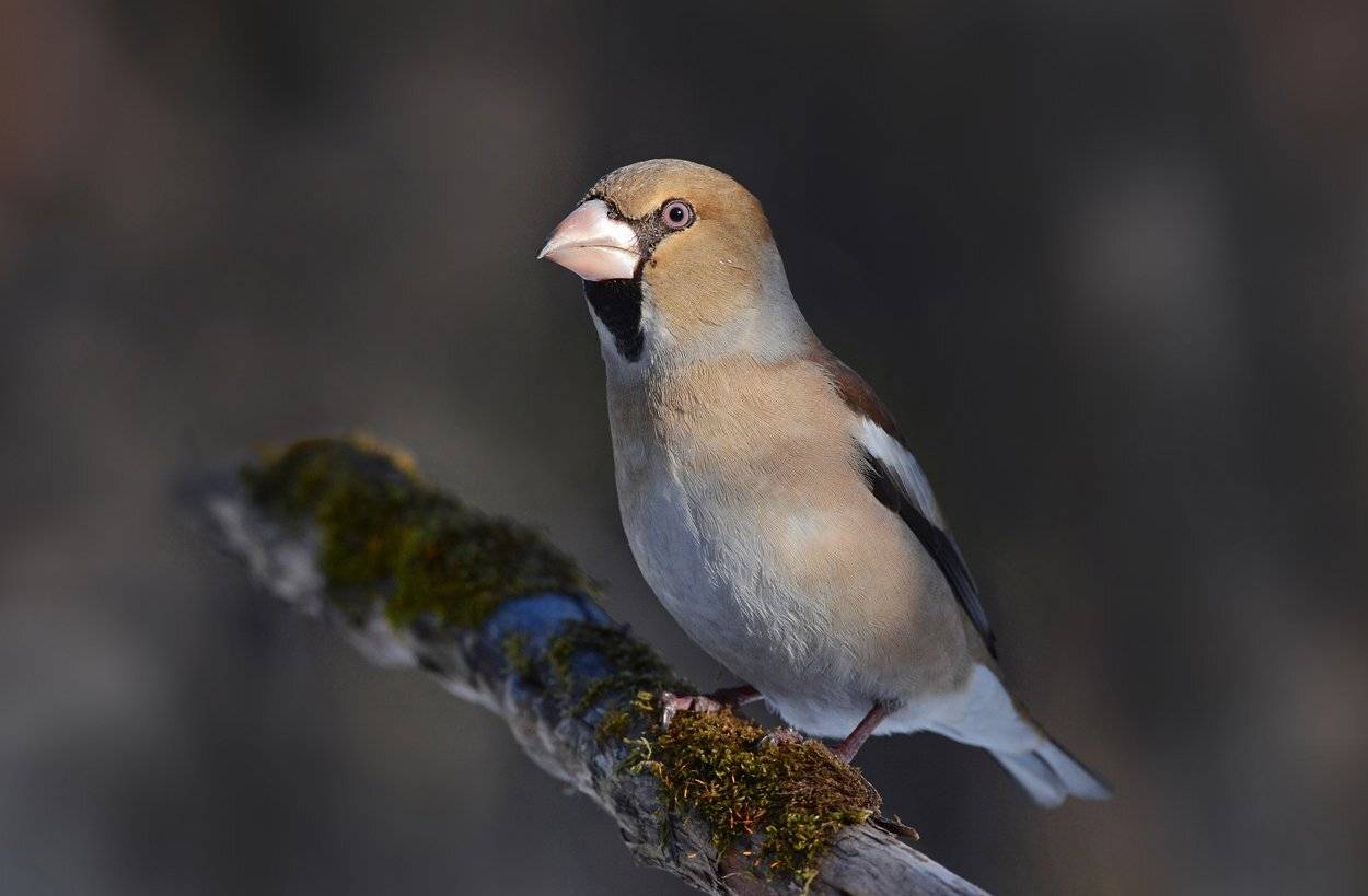 дубонос,самец,тень,сук,бор, Иван