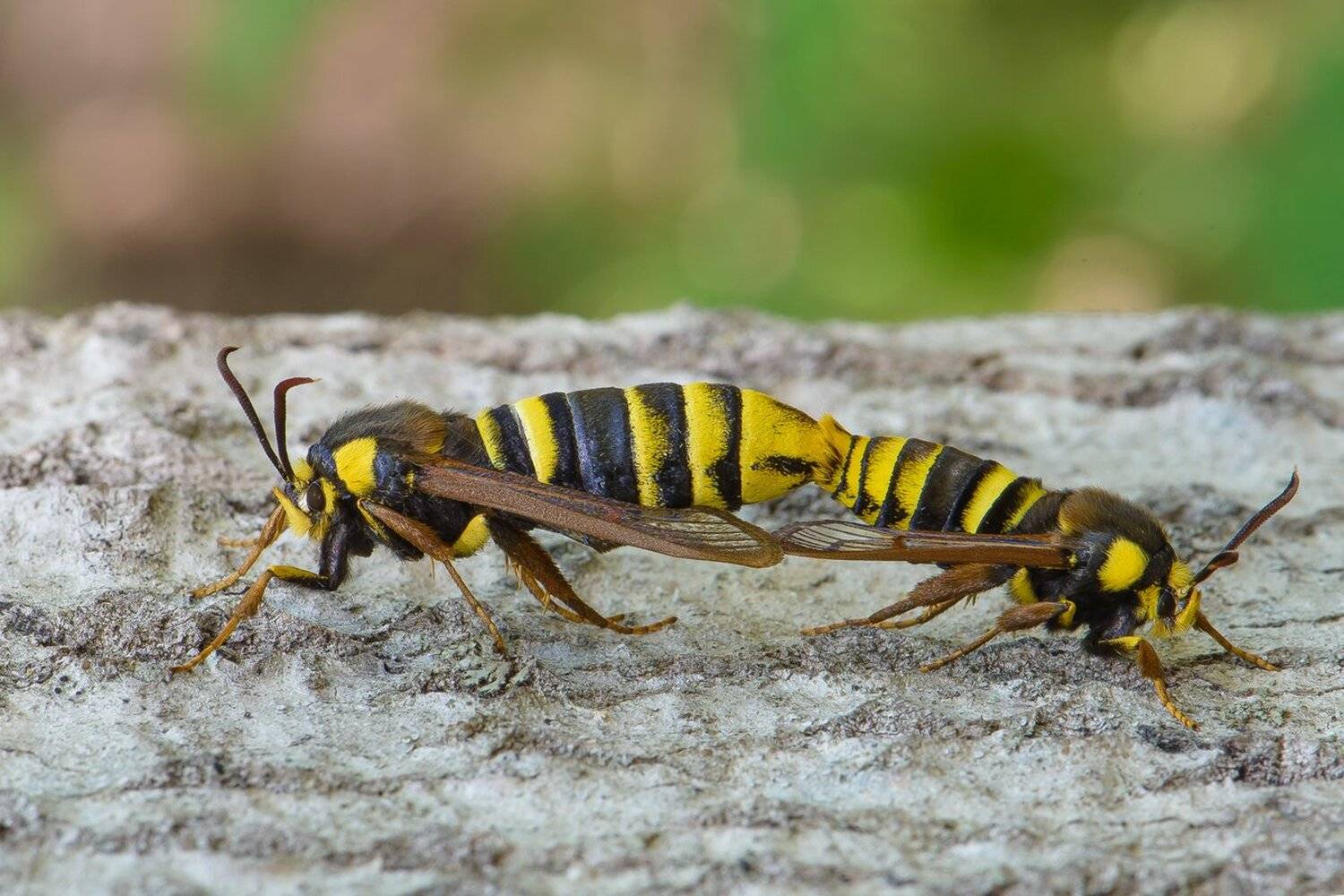 , Кузнецов Дмитрий