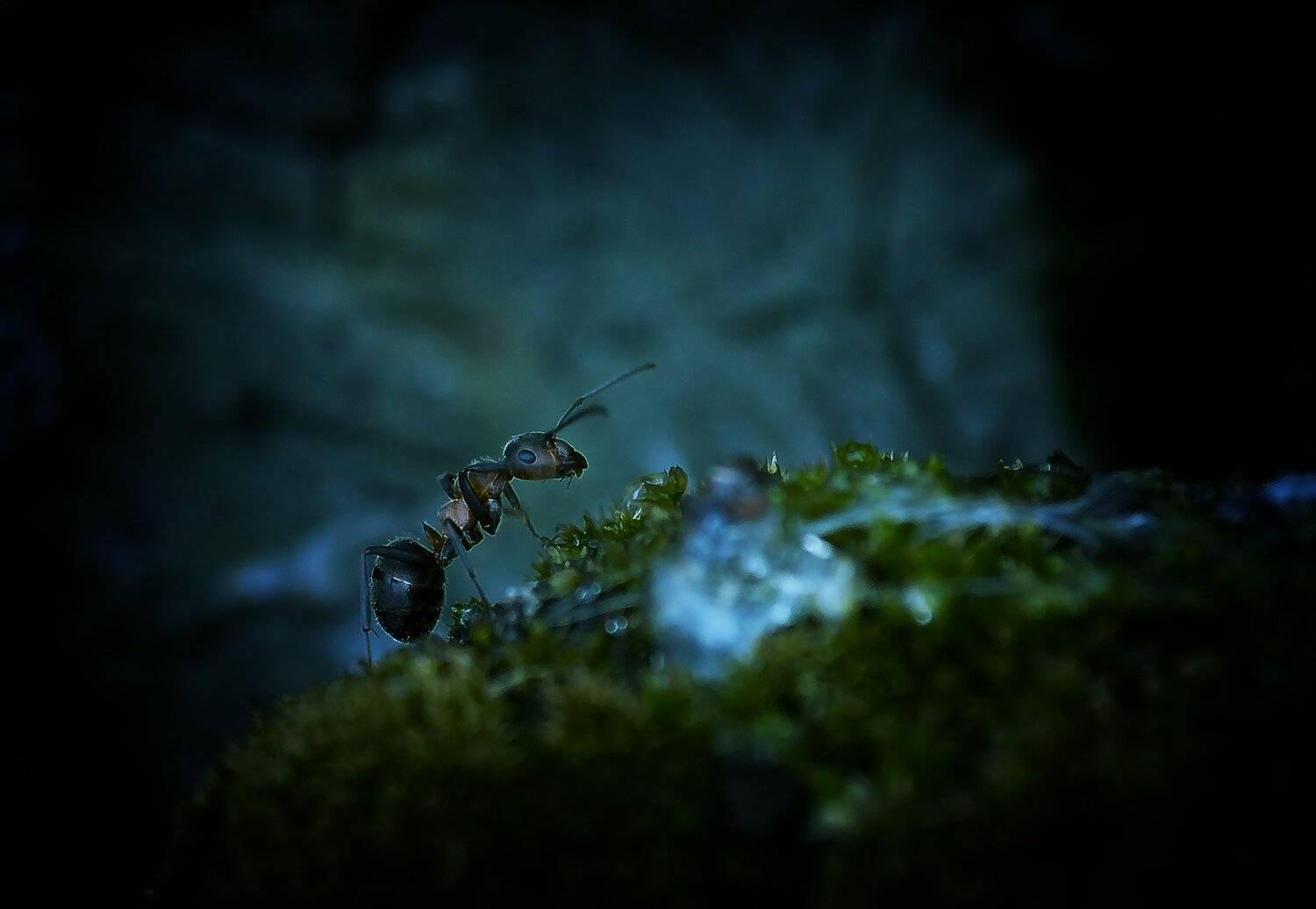 , Макеев Алексей