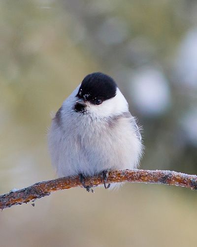 Черноголовая гаичка