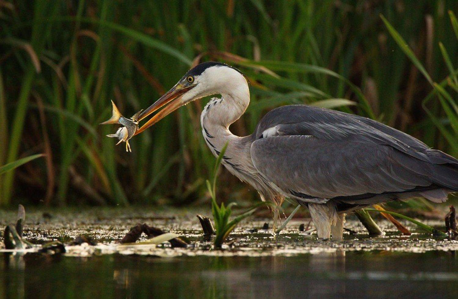 птицы серая цапля, Каранов Николай