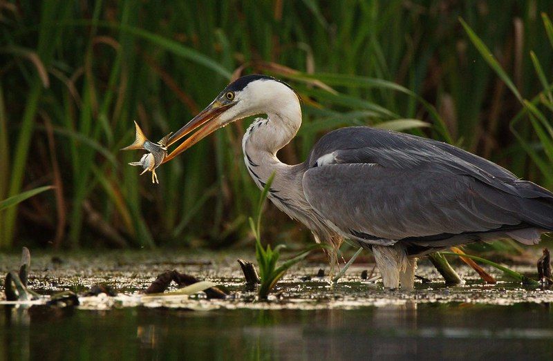 птицы серая цапля С уловом. фото превью