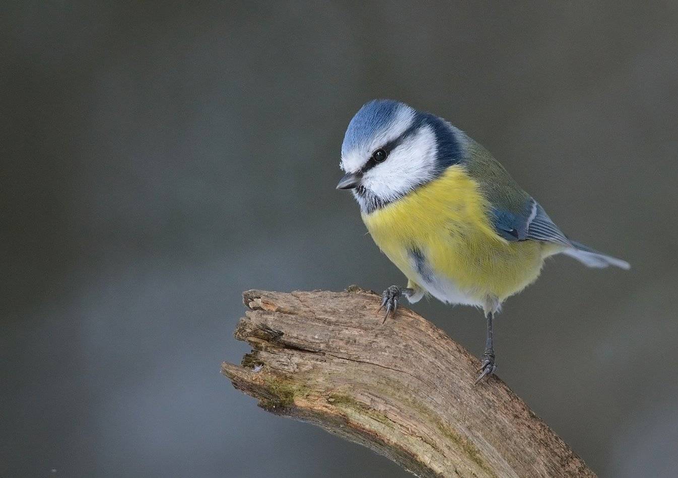 лазоревка, Андрей Медведев
