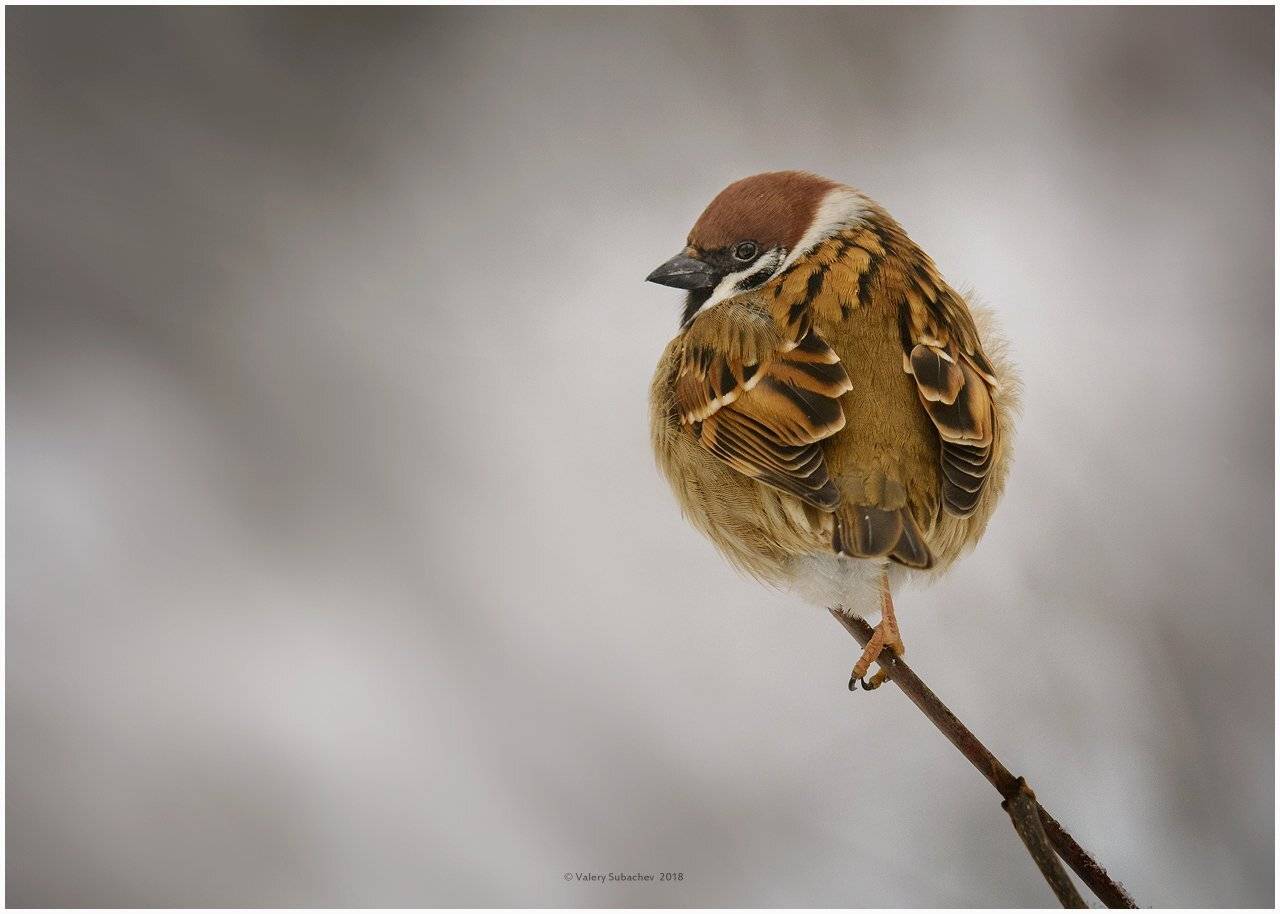 , Валерий Субачев