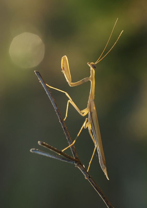 макро, богомол, солнце Солнцепоклонник фото превью