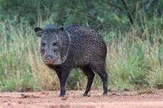 Javelinas - Peccary. Пекариевые
