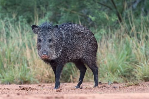 Javelinas - Peccary. Пекариевые