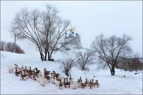 Гусиные истории