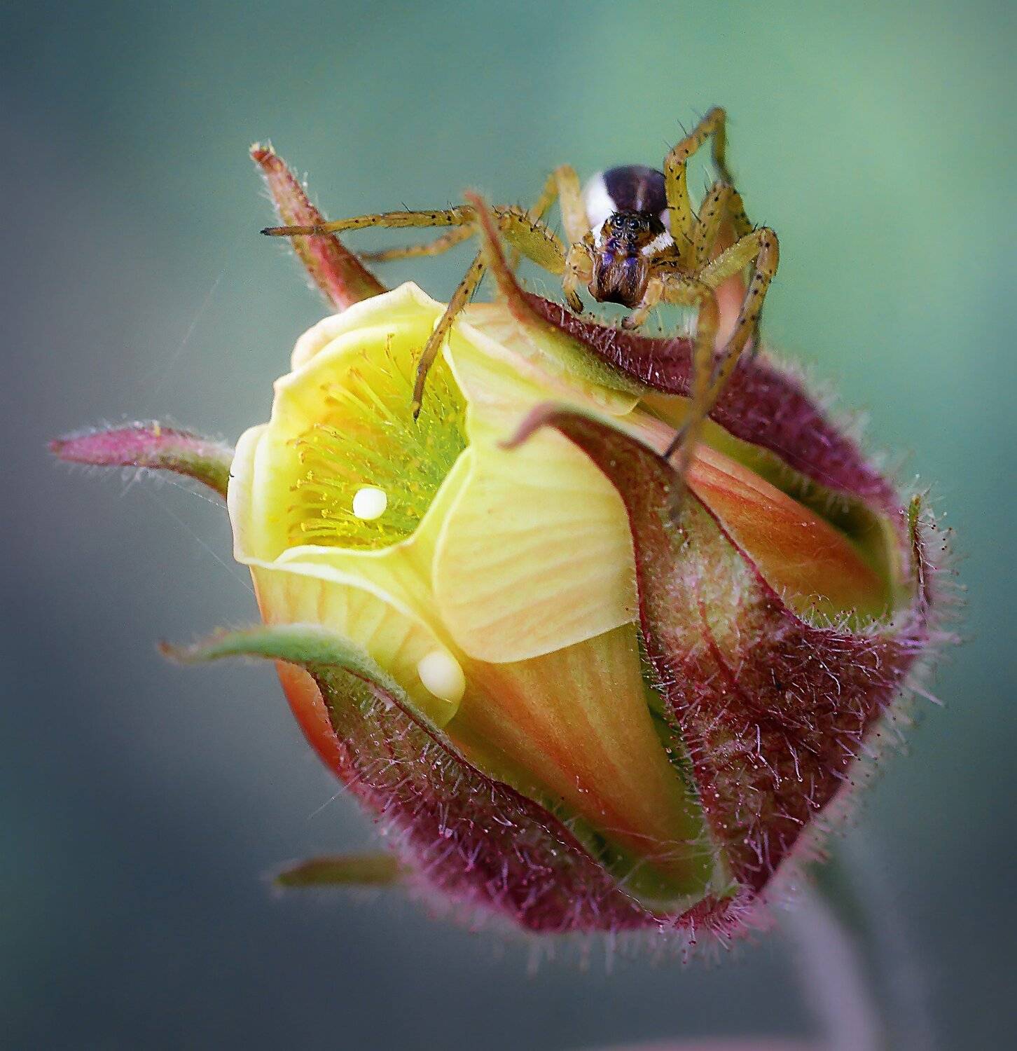 , Галина Горькавая