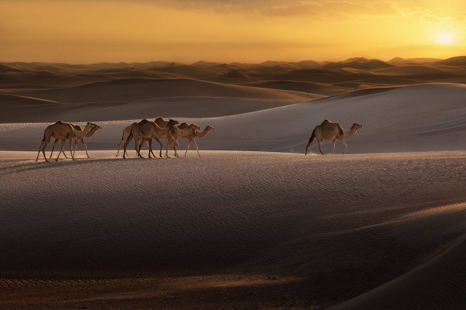 пустыня, верблюд, караван, пески, песок, бархан, ветер, закат, арабские эмираты, ALLA SOKOLOVA
