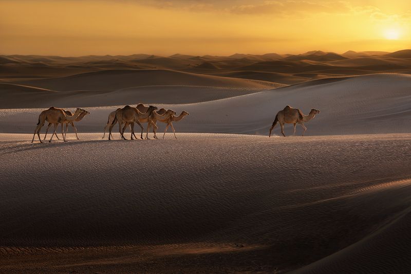 пустыня, верблюд, караван, пески, песок, бархан, ветер, закат, арабские эмираты Step by step фото превью