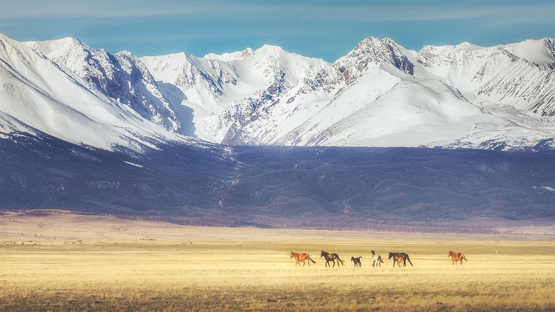 Под весенним солнцем Алтая фото превью