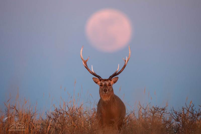 Восхождение супер Луны фото превью