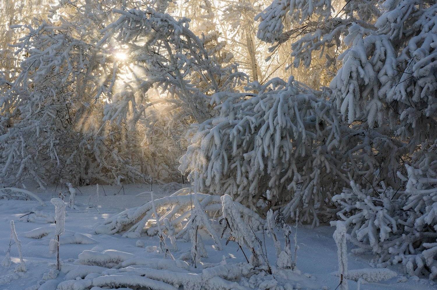 , Криволуцкий Игорь